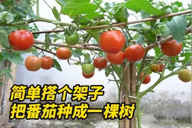 简单搭个架子把番茄种成一棵树，这样的方法还适用于各种瓜果种植视频封面