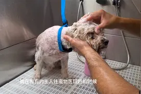 不幸中的万幸，走失的比熊遭遇车祸后，竟意外找到它的主人视频封面