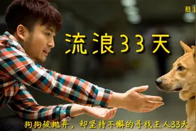 狗狗被抛弃，却坚持不懈的寻找主人33天，哭着看完视频封面