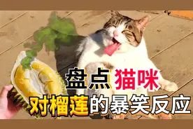 盘点猫咪对榴莲的暴笑反应，卧倒，呕吐，泪流满脸视频封面