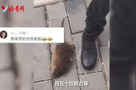 汽车引擎盖藏4斤重大老鼠 两修车师傅吓得连蹦带跳视频封面