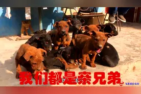 红狼和莱州红的杂交生了10条，这后代品相还真不错，赶快过来看看视频封面
