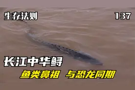 世界最大淡水鱼：长江中华鲟，鱼类共同的祖先，已活一亿五千万年