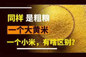 都是粗粮，一种叫大黄米，一种却叫小米，它们有什么区别？