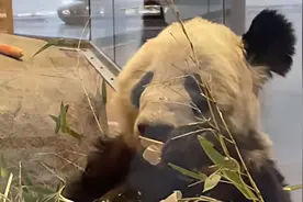 大熊猫最高年龄可达38岁！22岁的丫丫约等于人类的80岁视频封面