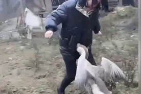 霸道鹅！贵州一女子穿羽绒服遭家中大鹅追咬：它觉得我穿了它的毛视频封面