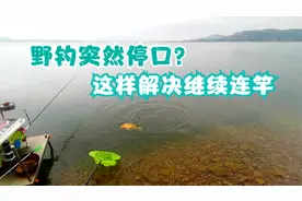 钓鱼忽然没口怎么办？往往这几点造成，不解决做再多也白费！