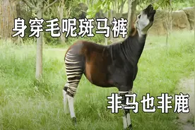 身穿斑马条纹裤，却顶着一张长颈鹿脸，霍加狓到底是马还是鹿