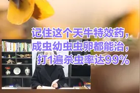 记住这个天牛特效药，成虫幼虫虫卵都能治，打1遍杀虫率达99%