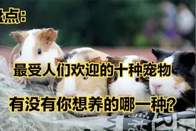 最受人们欢迎的十种宠物，简直可爱极了，有没有你想养的哪一种