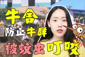 牛舍蚊子太多，牛被叮咬不爱长肉！教你3招，蚊子吓得不敢来！