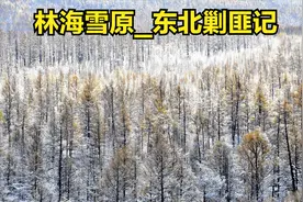 大视野凤凰经典系列-林海雪原东北剿匪记之活捉谢文东06视频封面