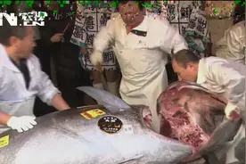 日本最贵金枪鱼一千万人民币一条，我国金枪鱼价格两千元一斤视频封面