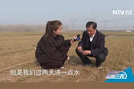 麦苗枯黄因为啥？听专家和农民怎么说视频封面