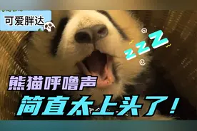 大熊猫的呼噜声简直太上头了！还好你们家没养熊猫！视频封面