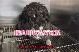 狗狗被蜱虫咬的后果有多严重差点命就没了，治疗7天终于活过来了视频封面