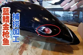 日本蓝鳍金枪鱼捕捞加工：头上钻洞放血做刺身才好吃！视频封面