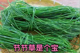 节节草又叫“木贼”煮水，到底有啥好价值？会用才是宝！