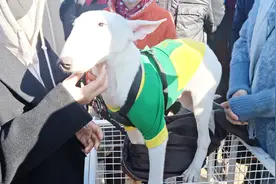 实拍黑龙江狗市，长得像羊确实狗，大家见过吗？视频封面