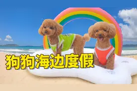 带狗去旅行｜狗狗去海边怎么玩？2只泰迪体验各种第一次，酸了！