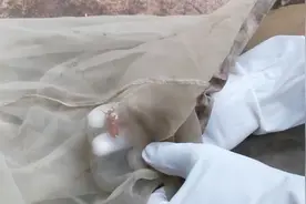 小时候看见臭大姐摸不得碰不得，吃货表示现在1块钱一个都抢不到