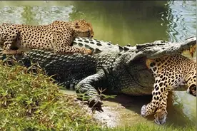 35只花豹围攻老鳄，紧急关头，家族却都连滚带爬逃跑。