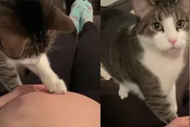 女子怀孕猫咪慢慢靠近大肚子 小心翼翼轻触轻嗅 喵星人眼神亮了