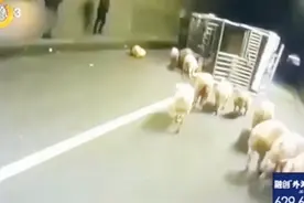 司机操作不当拉猪车侧翻，生猪路面上乱跑，交警化身“猪倌”帮忙视频封面