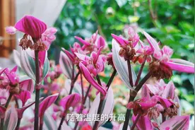 油画吊兰开花时，做好3件事，花美叶更美