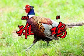 平时看到的野鸡叫美国七彩山鸡？自信点，雉鸡原产于中国！视频封面