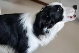 家里的边牧突然学起了“狼嚎”，这到底是怎么回事