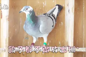 鸽子天敌：鹞子！就在鸽棚四周盘旋，吓的鸽子不敢出棚！