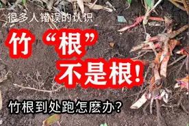 藕不过桥，竹不过沟：如何控制竹子的生长范围，防止竹根蔓延