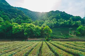 【专家带你读报告】扎实推进共同富裕视频封面