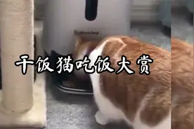 干饭猫吃饭大赏视频封面
