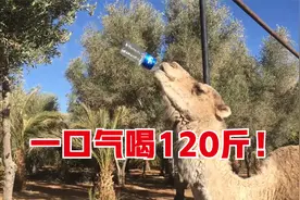 骆驼一个月没喝水了，见到水的那一刻，一口气就喝了120公斤视频封面