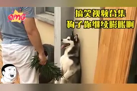 搞笑：二哈你这是咋了害怕了？主人手上拿着棍子才知道谁是老大了视频封面