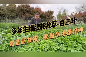 白三叶种一次能用10年，作绿肥抑制杂草，增加养分，还可以来放牧