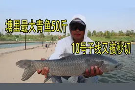 巨物塘钓草鱼和青鱼，塘里最大青鱼50斤，10号子线被秒切