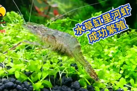 水草缸里喂养黑壳虾和河虾，河虾在草缸里自由恋爱母河虾顺利产卵
