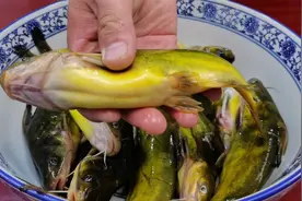 黄骨鱼这样做才最好吃，大厨分享2种特色做法，鲜香嫩滑太过瘾了