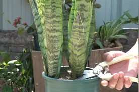 虎皮兰这样剪一刀，新芽长得多，戳高高视频封面