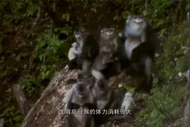 看见中国：母滇金丝猴，4岁才会性成熟，每隔两年生小猴