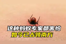 红火蚁侵入中国南方，专家都害怕这种蚂蚁，该如何消灭？视频封面