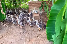鸭苗到棚第二十九天，早上给鸭子喂饲料，既然还有这种奇葩事