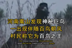 河南嵩山发现神秘巨鸟，一出现伴随百鸟环绕，村民称它为百鸟之王