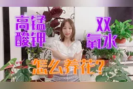 养花没有多菌灵怎么办？高锰酸钾加双氧水，用来杀菌消毒简直一绝