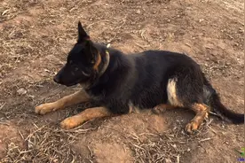 纯黑东德和西德杂交后，串出的后代会长成啥样？品相让人高呼不已