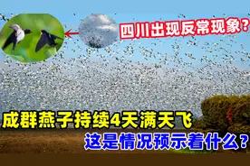 四川一地突然涌入成群燕子，持续4天满天飞，这是什么预兆？