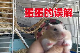 仓鼠蛋蛋的误解，不是你想的那样，铲屎官来详细解说